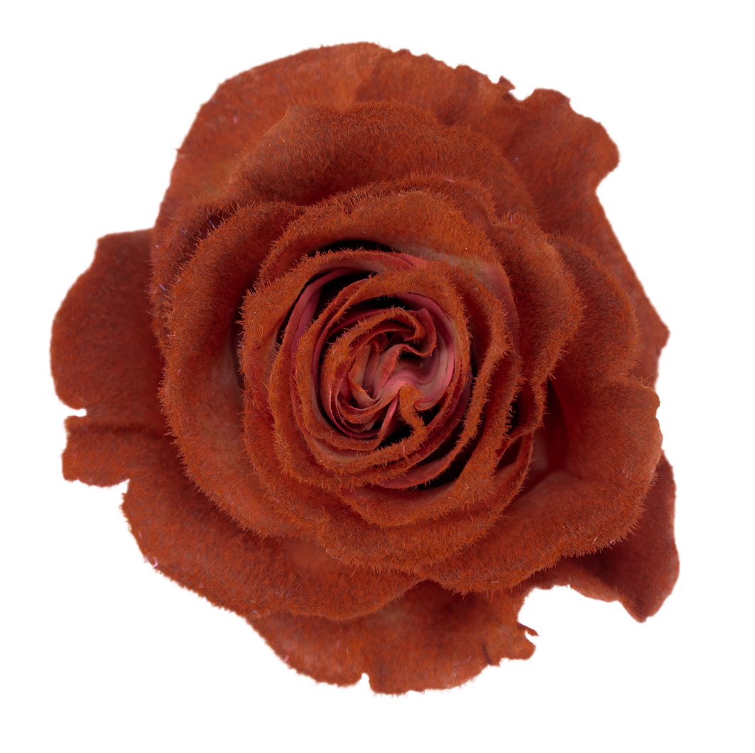 Mocca Velvet Tinted Fresh Cut Roses