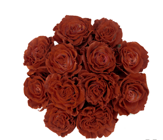 Mocca Velvet Tinted Fresh Cut Roses