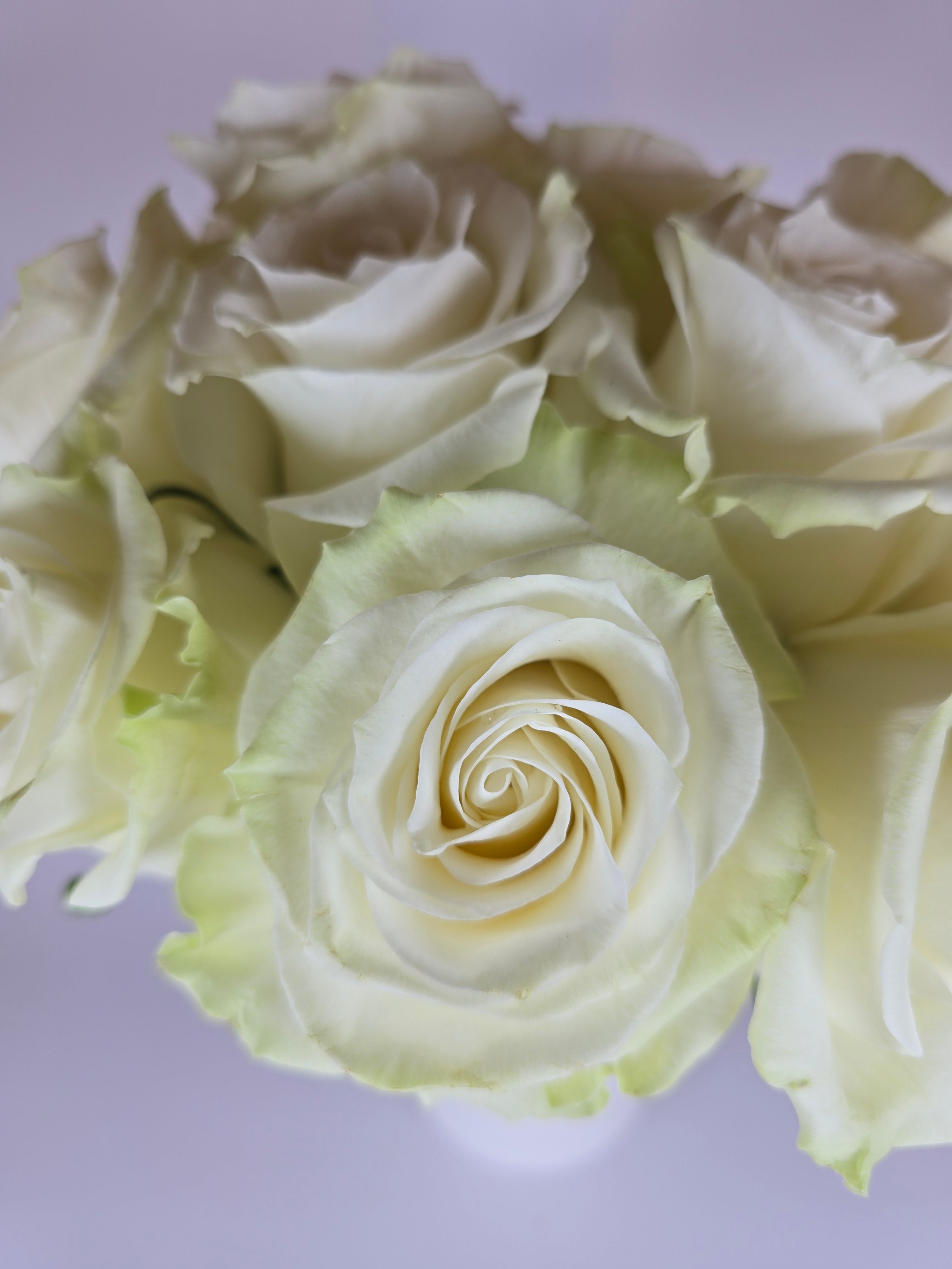 Mondial White Rose – The Flower Hype