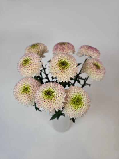 Moon kissed Disbud Mums