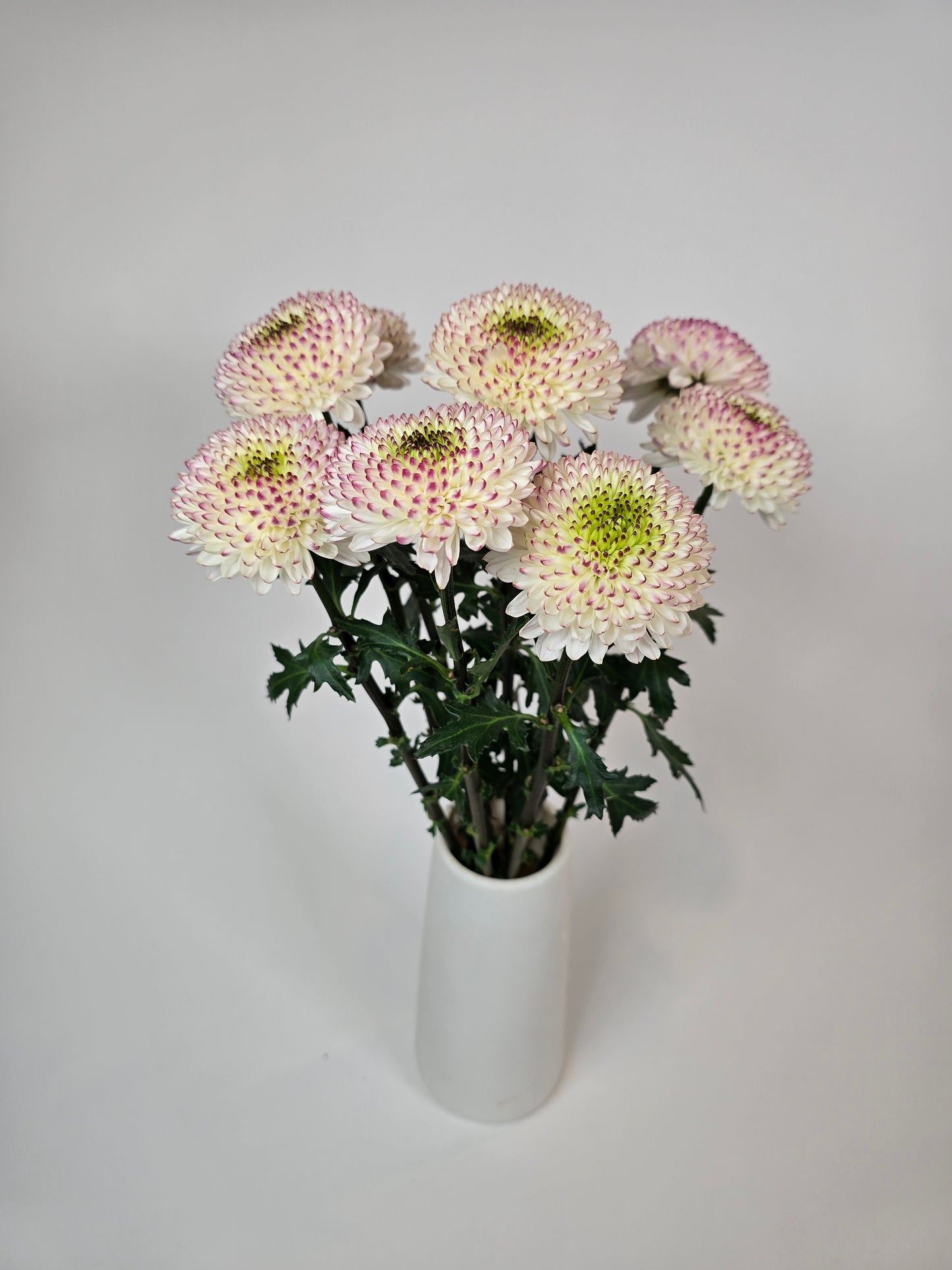 Moon kissed Disbud Mums