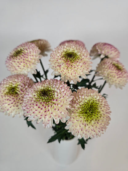 Moon kissed Disbud Mums