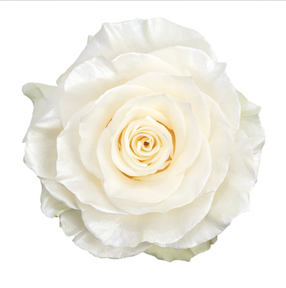 Mother of Pearl Tinted Roses