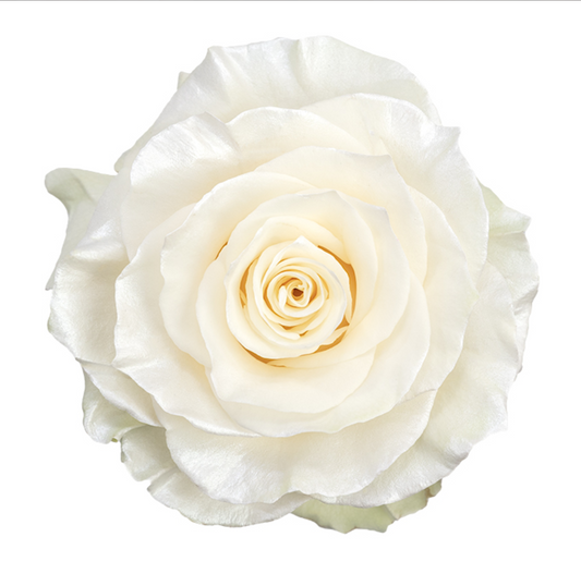 Mother of Pearl Tinted Roses