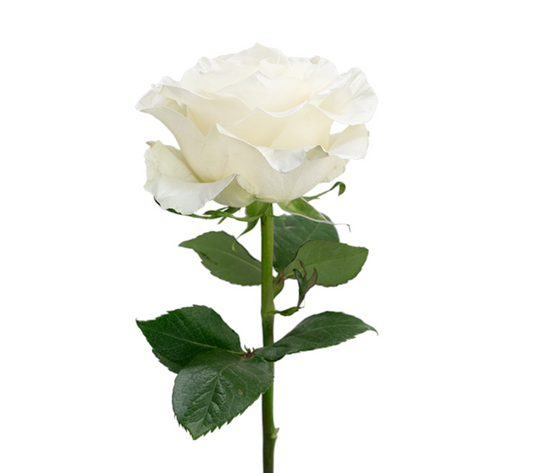 Mother of Pearl Tinted Roses