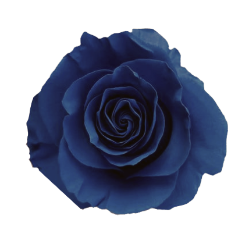 Navy Blue Tinted Roses
