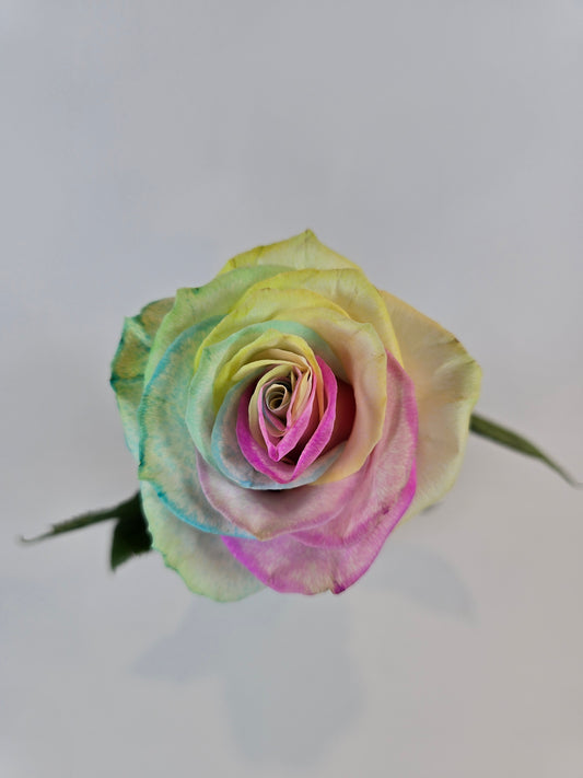 Neon Rainbow Tinted Rose