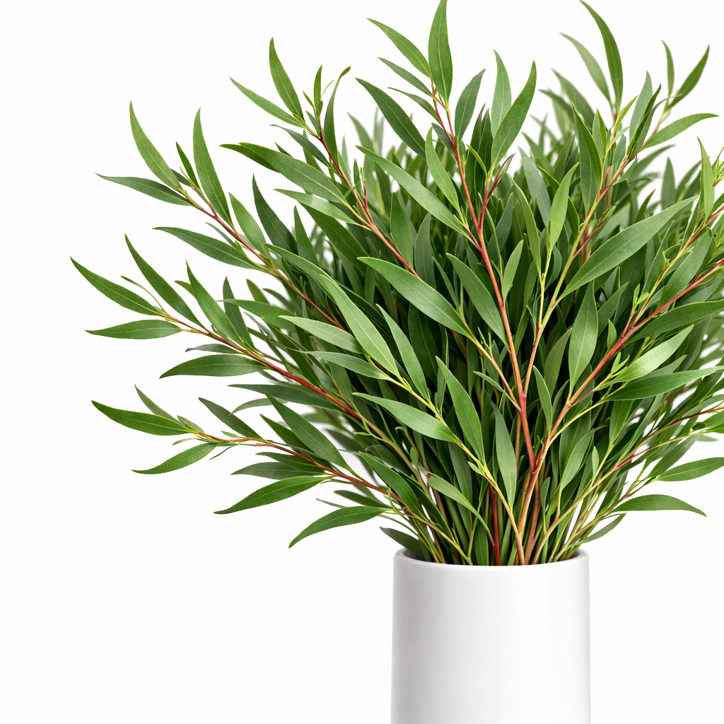 Nicholi Eucalyptus
