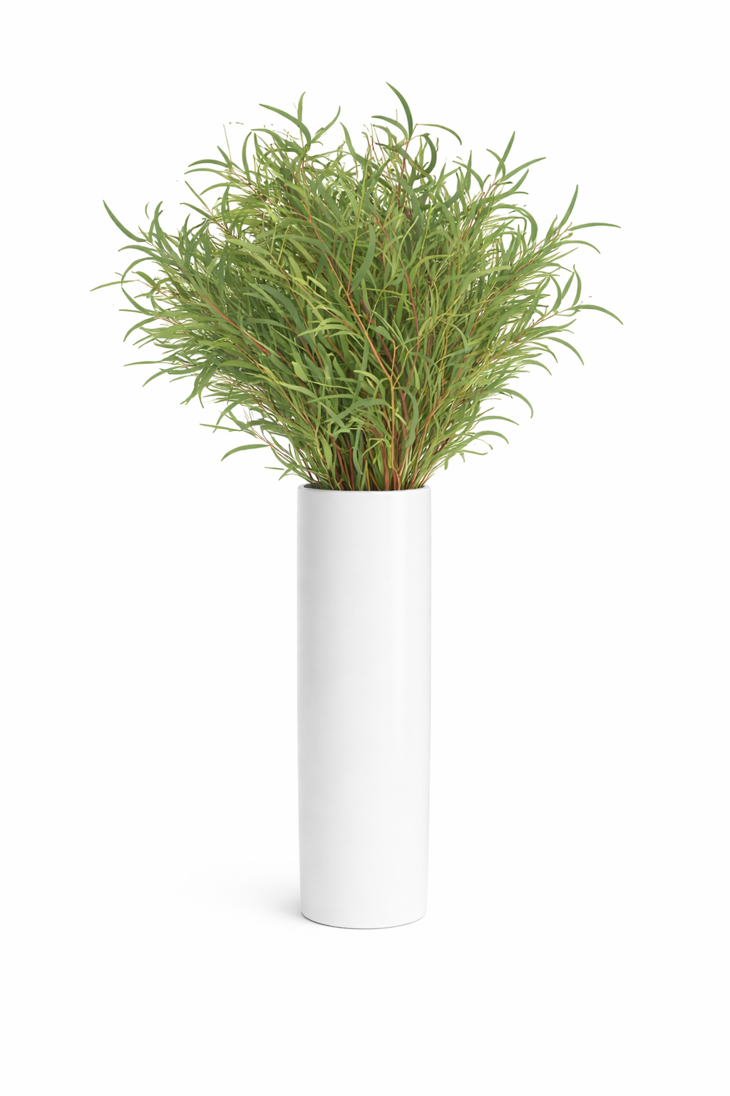Nicholi Eucalyptus
