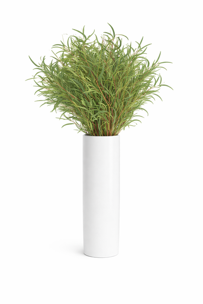 Nicholi Eucalyptus