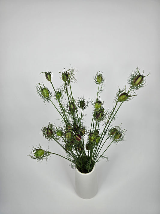 Nigella Pods