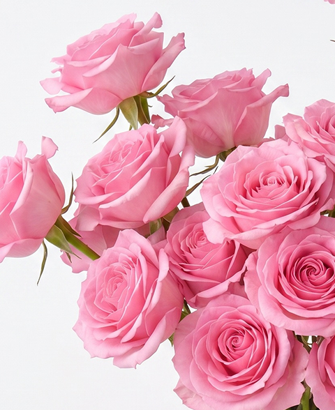 Nuage Pink Rose