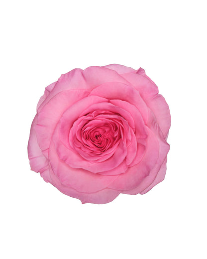 Nuage Pink Rose