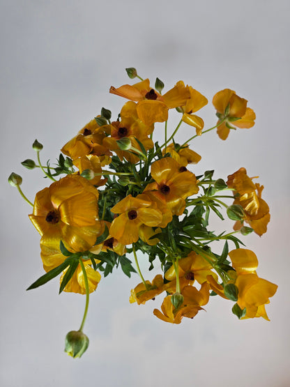 Orange Butterfly Ranunculus