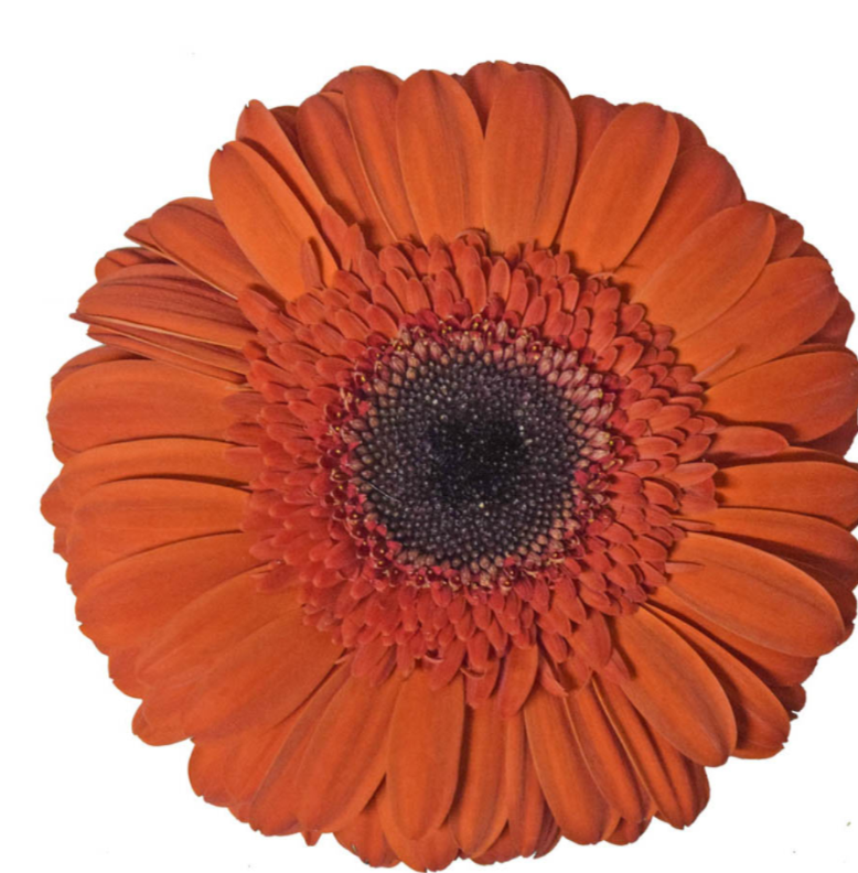 Orange Gerbera Daisies