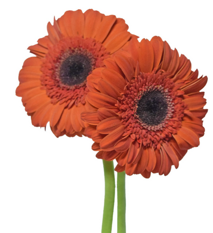 Orange Gerbera Daisies