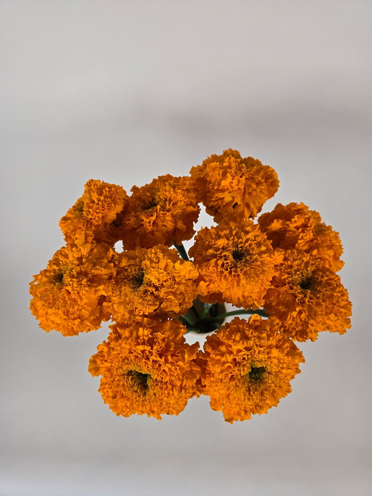 Orange Marigolds