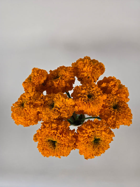 Orange Marigolds