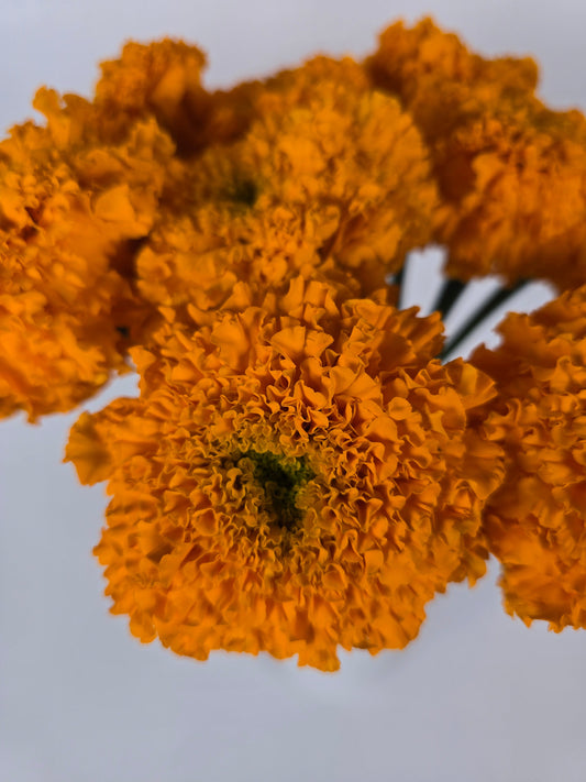 Orange Marigolds
