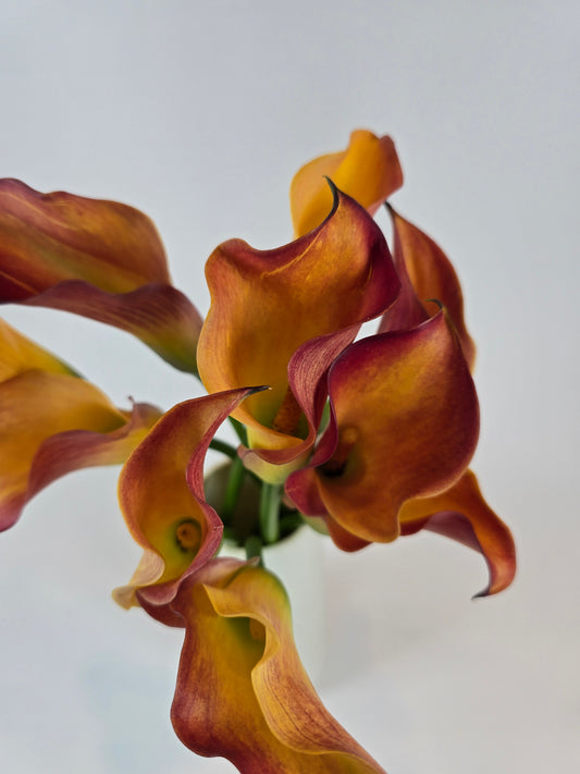 Mini Calla Rumba Sculptural Calla Lilies with Modern Elegance | The Flower Hype