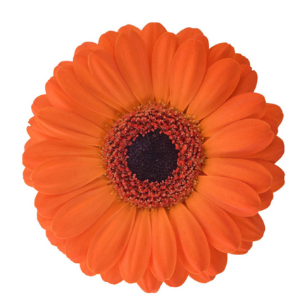 Orange Mini Gerbera Daisies
