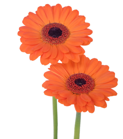 Orange Mini Gerbera Daisies