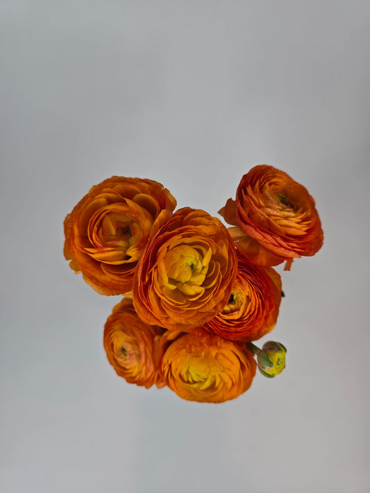 Orange Ranunculus