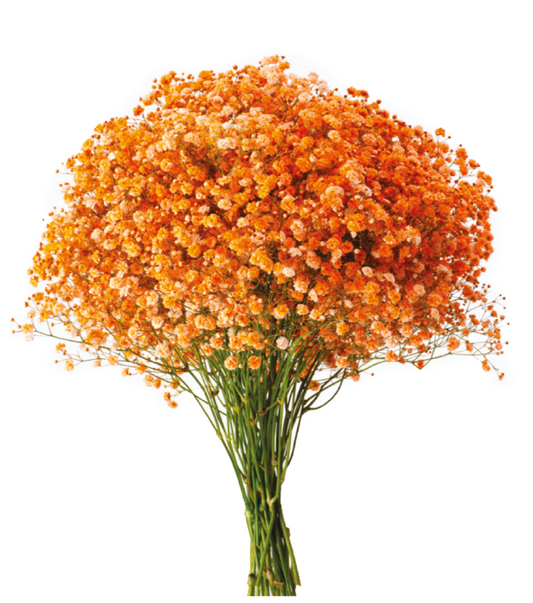 Orange Tinted Baby's Breath