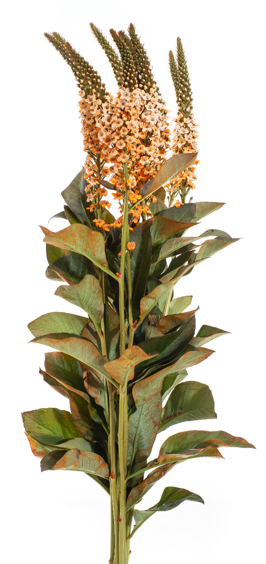 Orange Tinted Lysimachia