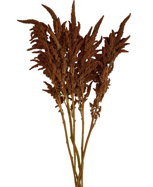 Orange Upright Amaranthus