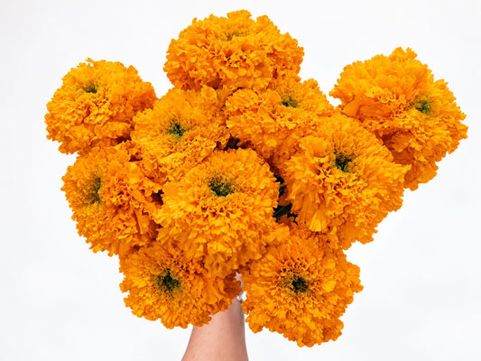 Orange Marigolds