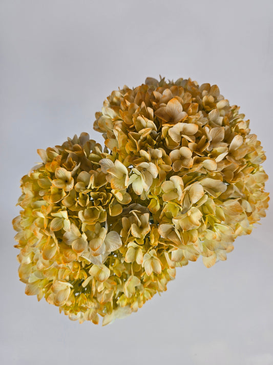 Orangey Peach Tinted Hydrangea