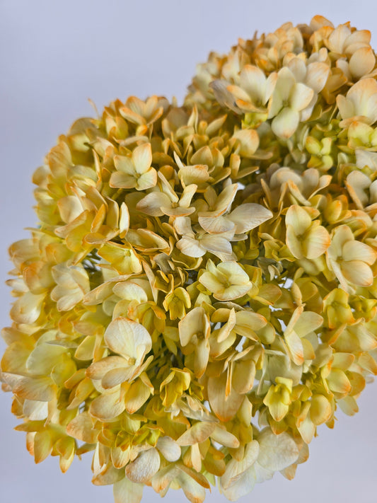 Orangey Peach Tinted Hydrangea