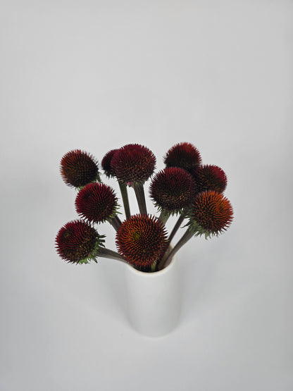Orangy Red Echinacea Coneflower Pods