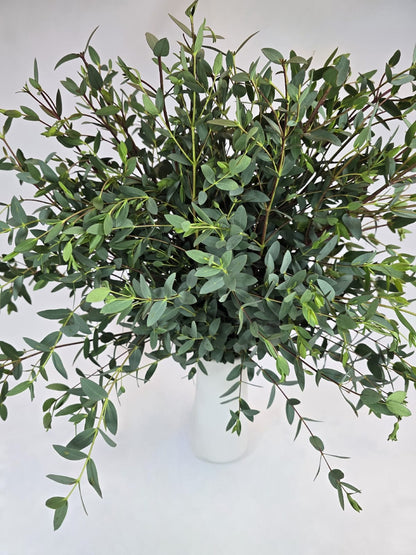 Parvifolia Eucalyptus