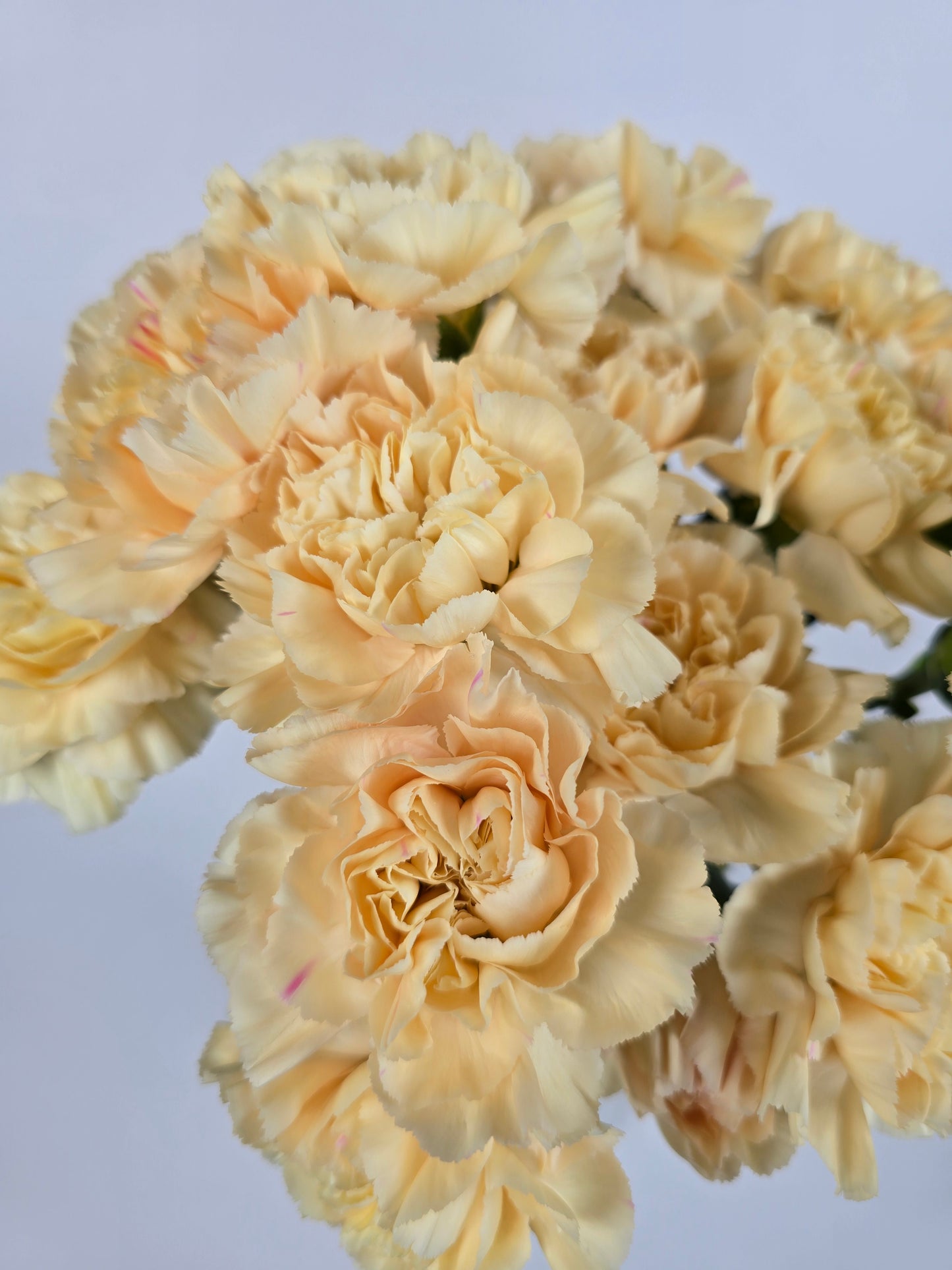 Peach Carnations