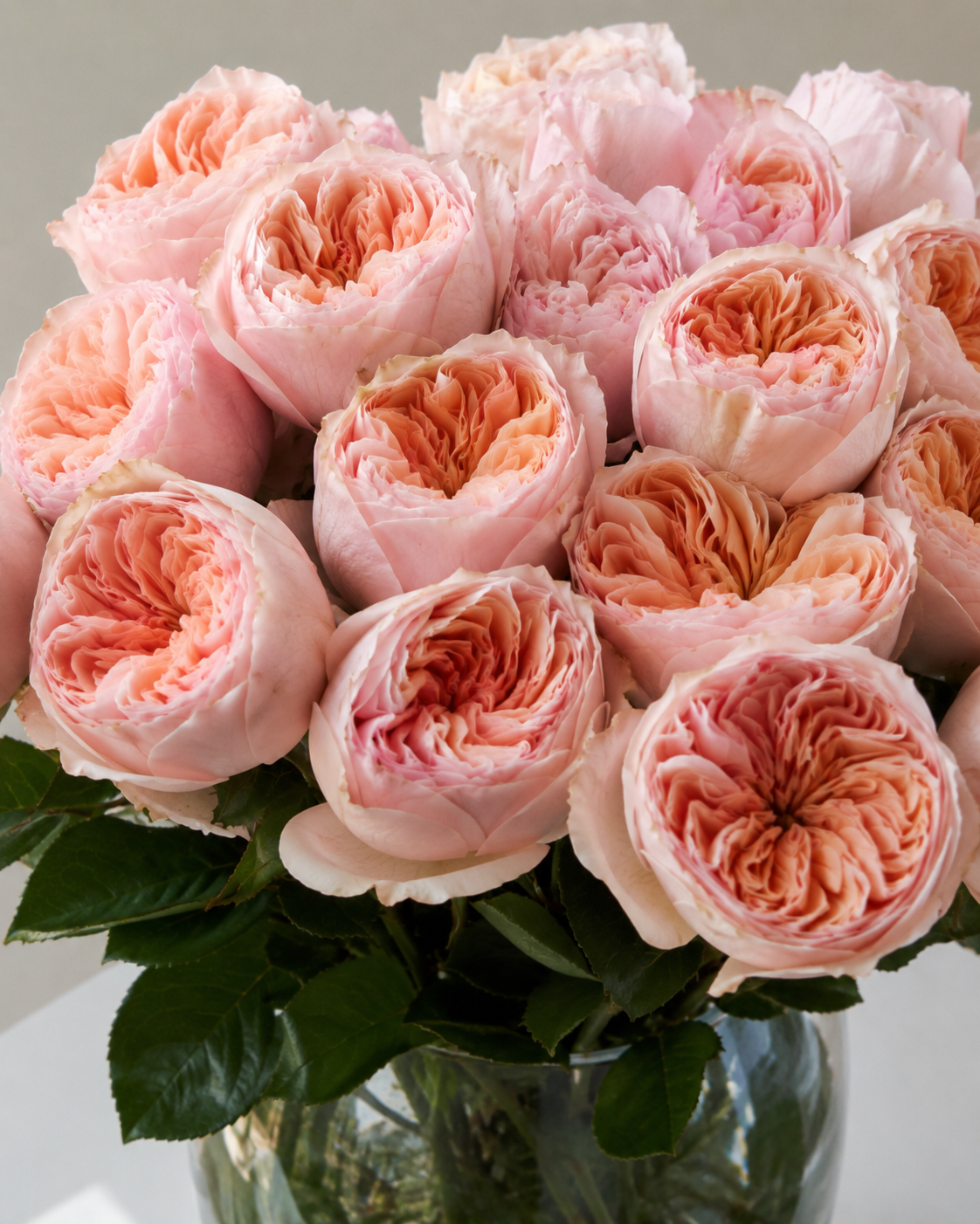 Peach Cashmere Tip Top Garden Rose
