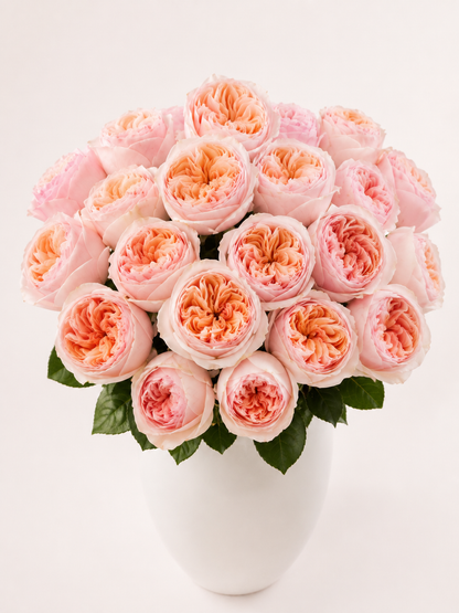 Peach Cashmere Tip Top Garden Rose