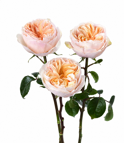 Peach Cashmere Tip Top Garden Rose