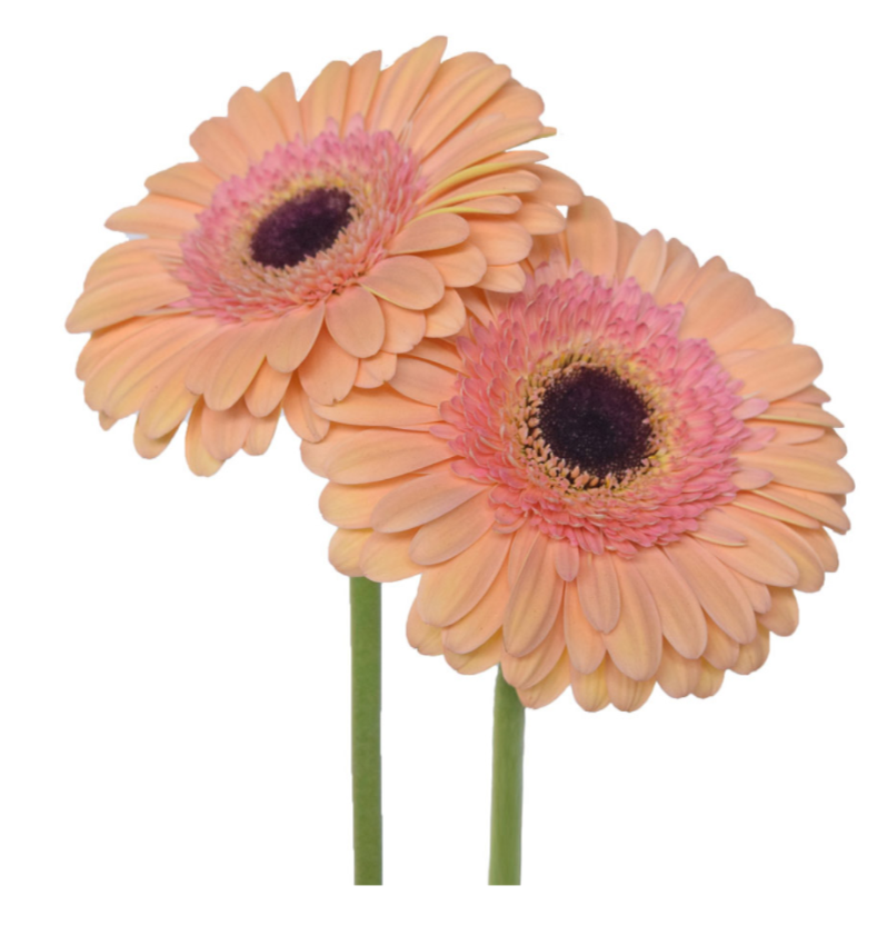 Peach Gerbera Daisies
