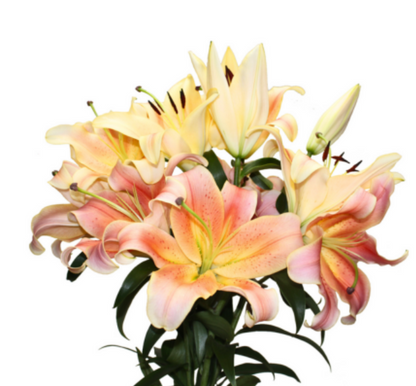 Peach Lilies