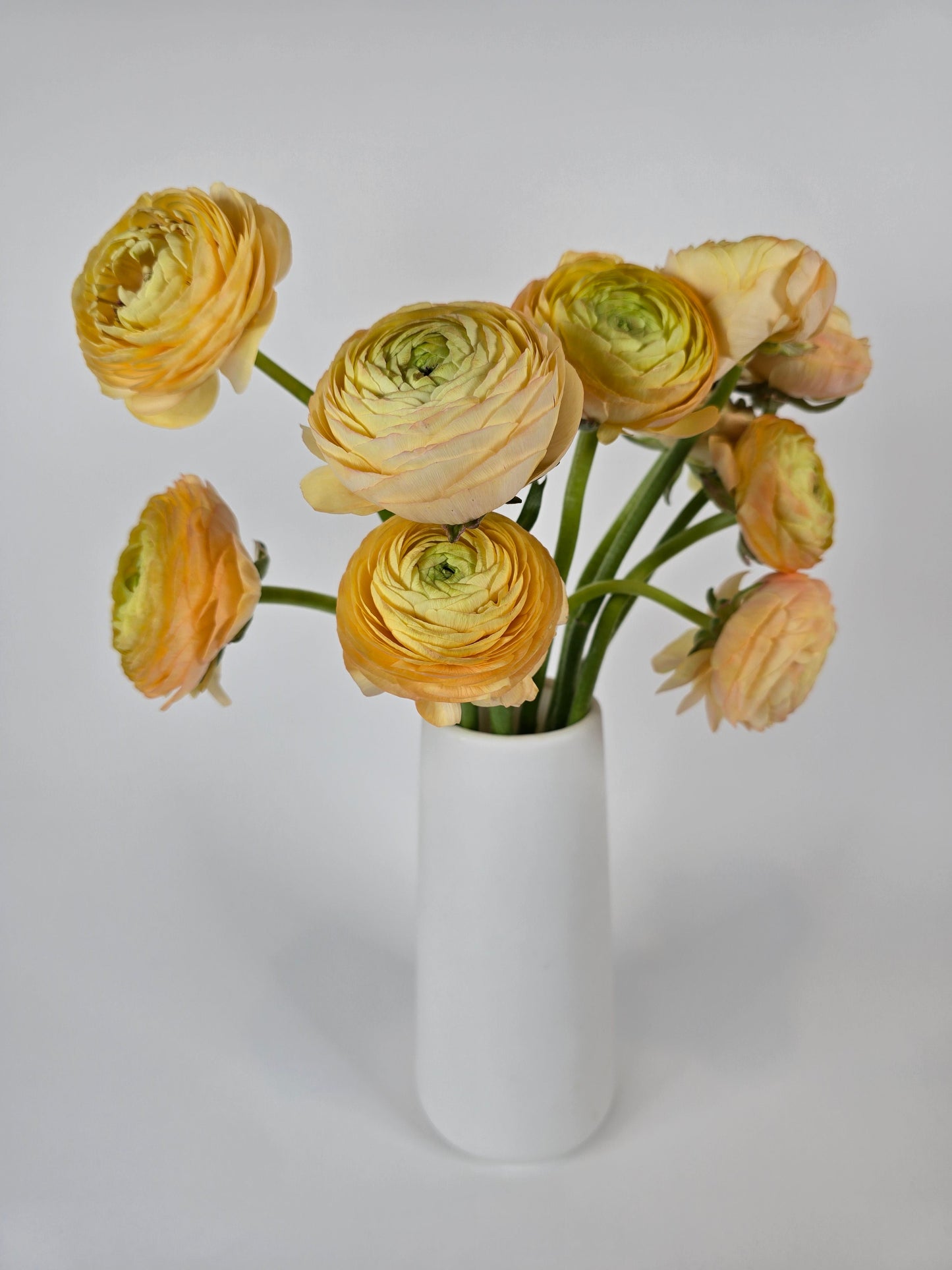 Peach Ranunculus