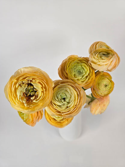 Peach Ranunculus