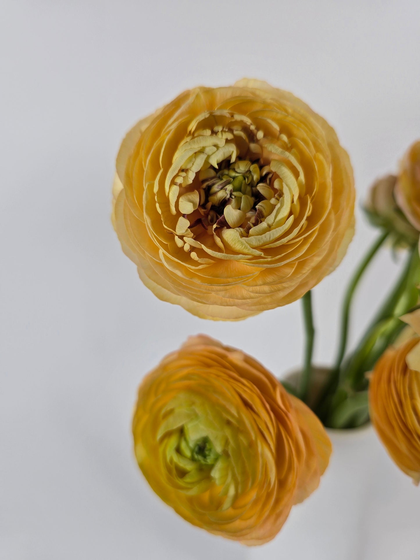 Peach Ranunculus