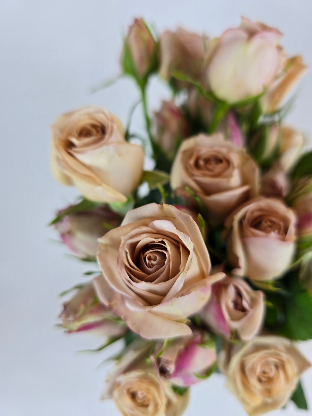 Spray Roses for Bouquets & Events | The Flower Hype