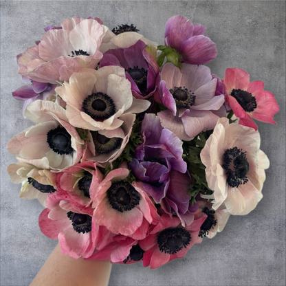 Petal Symphony Mixed Garden Box