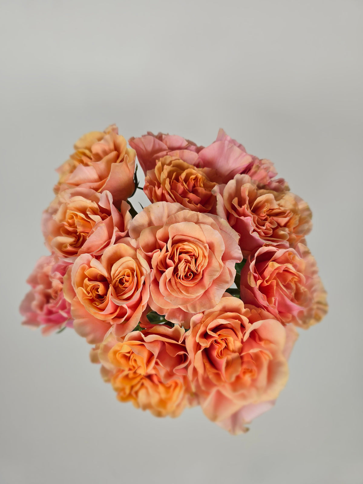 Tree Phoenix Tail Roses Phoenix Peach Garden Rose – The Flower Hype