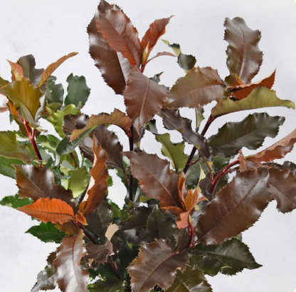 Photinia Greenery