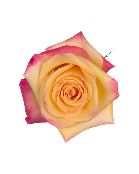 Pierrot Bicolor Yellow and Hot Pink Roses