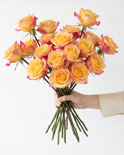 Pierrot Bicolor Yellow and Hot Pink Roses